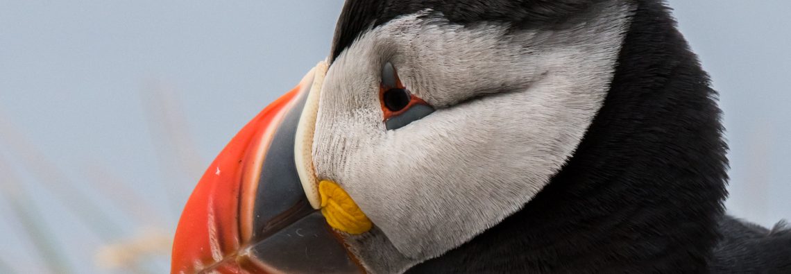 Puffins - The Hall of Einar - photograph (c) David Bailey (not the)