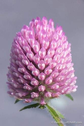 Red Clover - The Hall of Einar - photograph (c) David Bailey (not the)