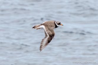 Ringed Plover - The Hall of Einar - photograph (c) David Bailey (not the)