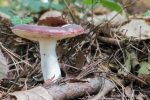 Russula - The Hall of Einar - photograph (c) David Bailey (not the)