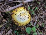 Russula - The Hall of Einar - photograph (c) David Bailey (not the)