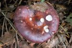 Russula - The Hall of Einar - photograph (c) David Bailey (not the)