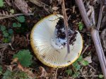 Russula - The Hall of Einar - photograph (c) David Bailey (not the)