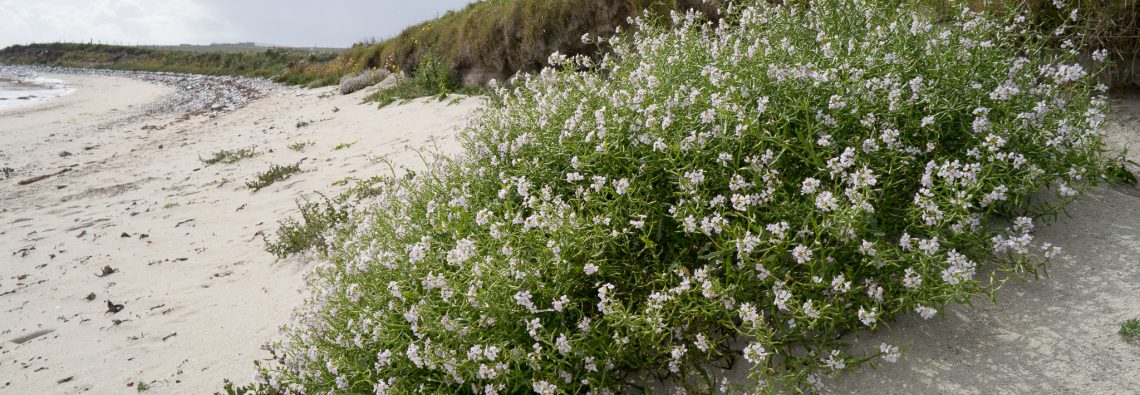 Sea Rocket - The Hall of Einar - photograph (c) David Bailey (not the)