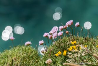 Sea Pinks - The Hall of Einar - photograph (c) David Bailey (not the)