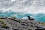 Black Guillemot - The Hall of Einar - photograph (c) David Bailey (not the)