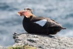 Black Guillemot - The Hall of Einar - photograph (c) David Bailey (not the)