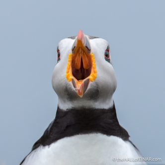 The Puffin Roars - The Hall of Einar - photograph (c) David Bailey (not the)