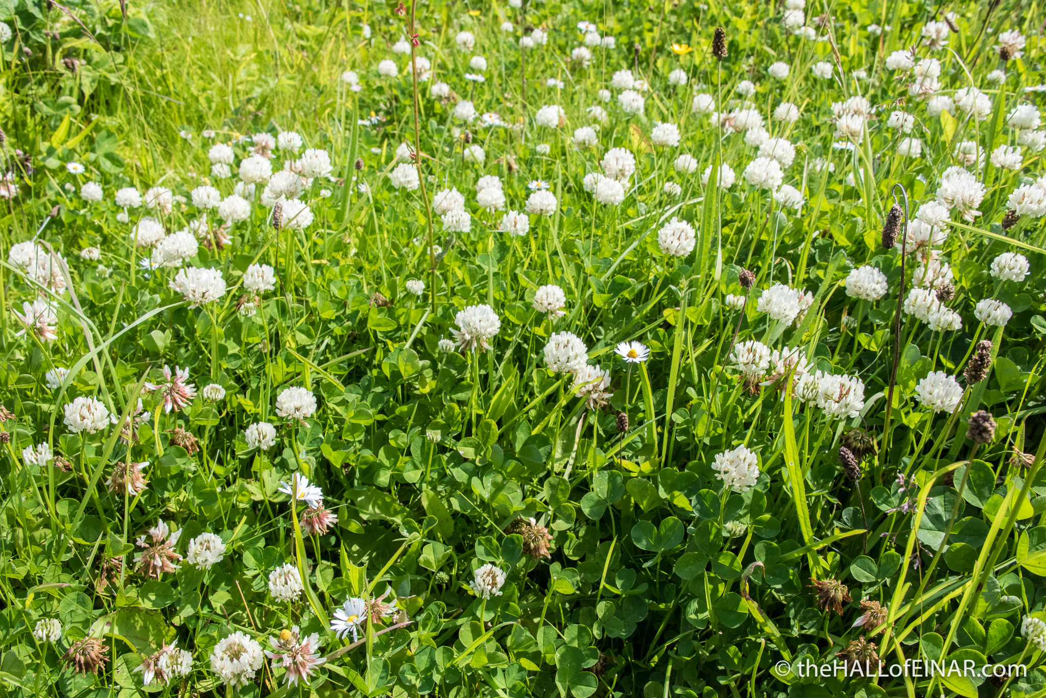 White Clover - The Hall of Einar - photograph (c) David Bailey (not the)
