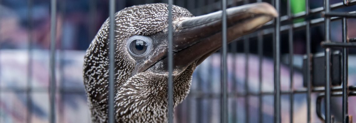 Juvenile Gannet - The Hall of Einar - photograph (c) David Bailey (not the)