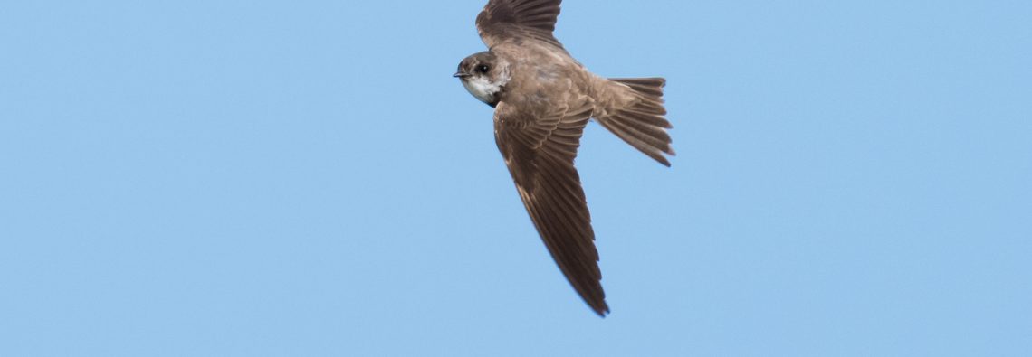 Sand Martin - The Hall of Einar - photograph (c) David Bailey (not the)