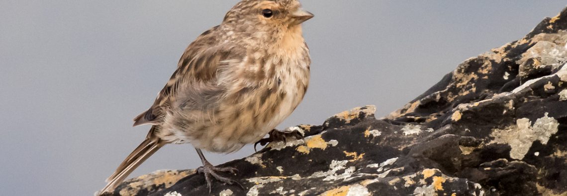 Twite - The Hall of Einar - photograph (c) David Bailey (not the)