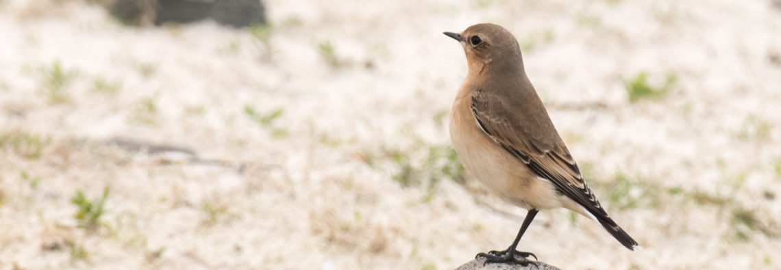 White Arse - The Hall of Einar - photograph (c) David Bailey (not the)