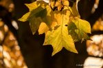 Autumn at Killerton - The Hall of Einar - photograph (c) David Bailey (not the)