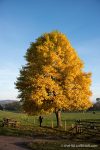 Autumn at Killerton - The Hall of Einar - photograph (c) David Bailey (not the)