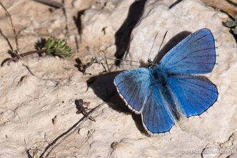 Adonis Blue Butterfly - The Hall of Einar - photograph (c) David Bailey (not the)