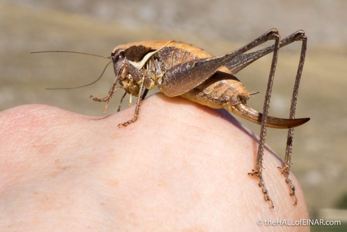 Bush Cricket - The Hall of Einar - photograph (c) David bailey (not the)