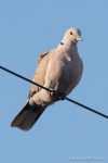 Collared Dove - The Hall of Einar - photograph (c) David Bailey (not the)