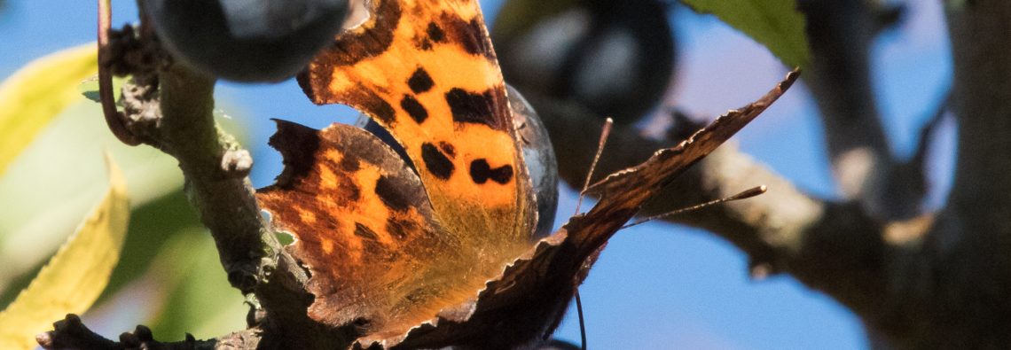 Comma - The Hall of Einar - photograph (c) David Bailey (not the)