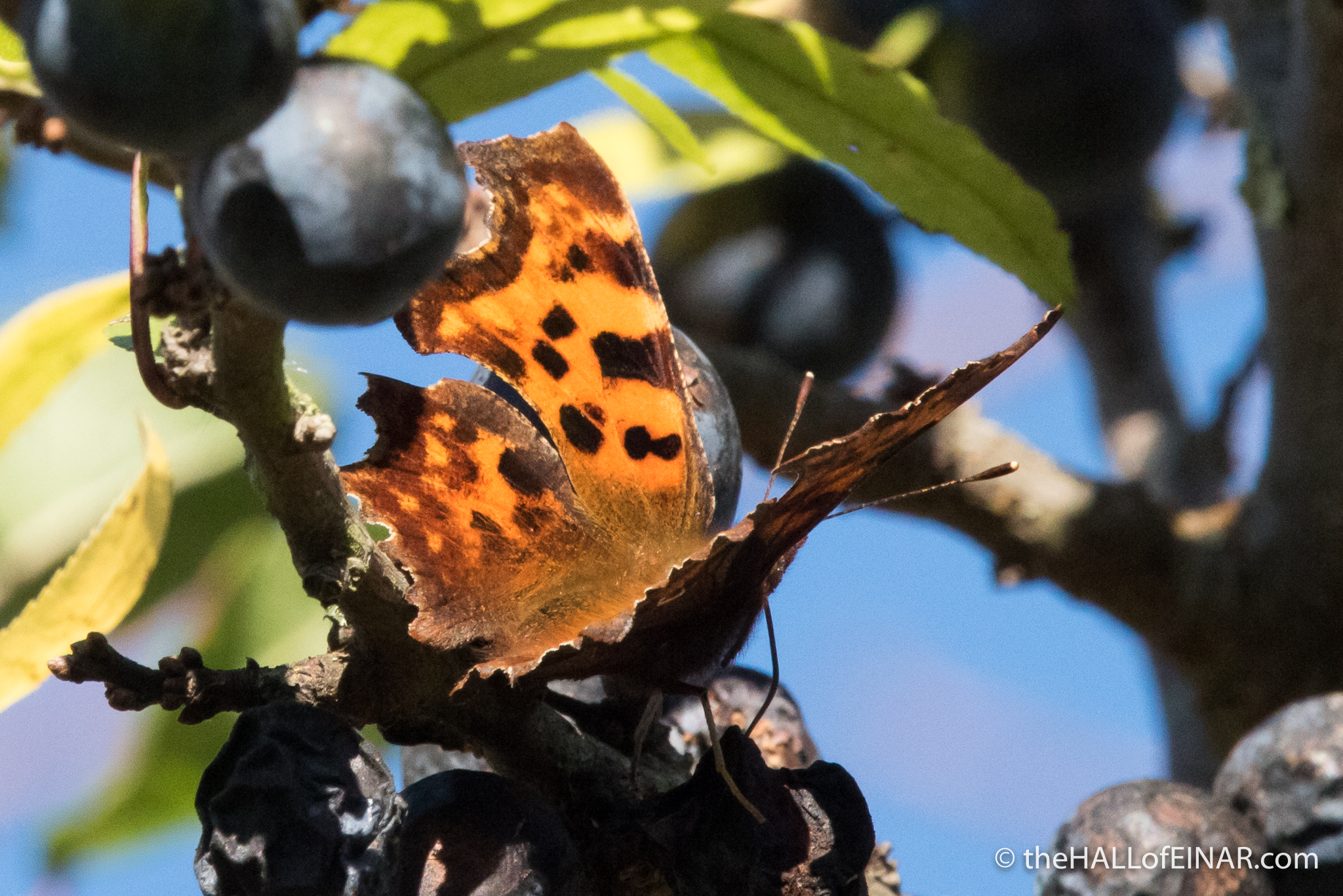 Comma - The Hall of Einar - photograph (c) David Bailey (not the)