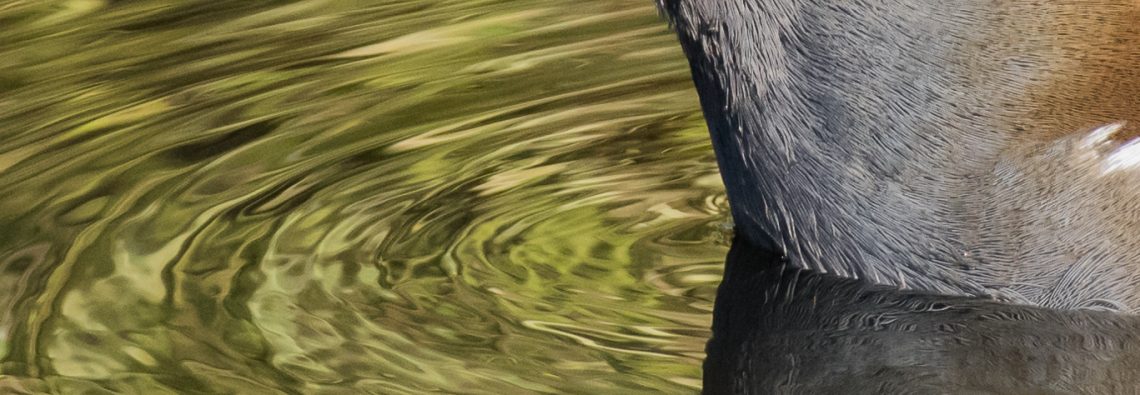 Moorhen - The Hall of Einar - photograph (c) David Bailey (not the)