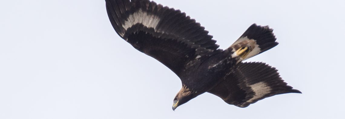 Golden Eagle - The Hall of Einar - photograph (c) David Bailey (not the)