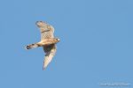 Kestrel - The Hall of Einar - photograph (c) David Bailey (not the)