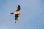 Kestrel - The Hall of Einar - photograph (c) David Bailey (not the)