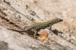 Lizard - The Hall of Einar - photograph (c) David Bailey (not the)