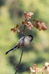 Long Tailed Bushtit - The Hall of Einar - photograph (c) David Bailey (not the)