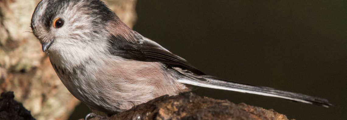 Long-Tailed Bushtits - The Hall of Einar - photograph (c) David Bailey (not the)