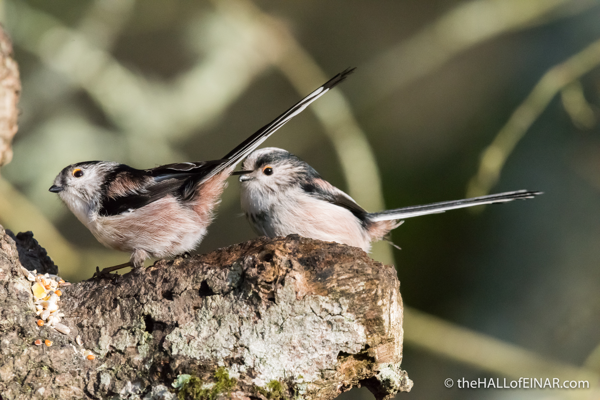 Long-Tailed Bushtits - The Hall of Einar - photograph (c) David Bailey (not the)