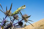 Praying Mantis - The Hall of Einar - photograph (c) David Bailey (not the)