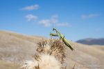 Praying Mantis - The Hall of Einar - photograph (c) David Bailey (not the)