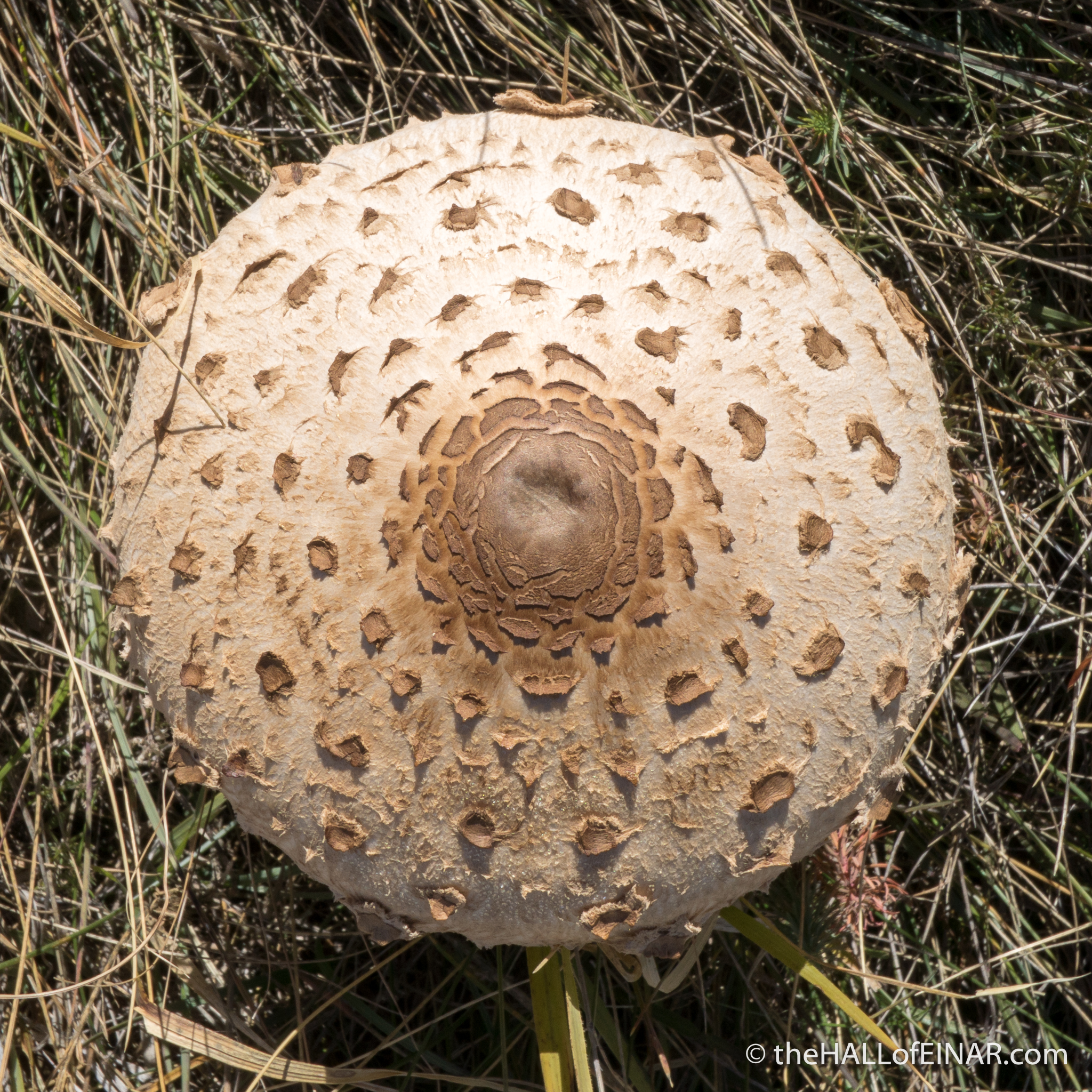 Parasol Mushrooms - The Hall of Einar - photograph (c) David Bailey (not the)