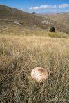 Parasol Mushrooms - The Hall of Einar - photograph (c) David Bailey (not the)