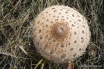 Parasol Mushrooms - The Hall of Einar - photograph (c) David Bailey (not the)