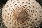 Parasol Mushrooms - The Hall of Einar - photograph (c) David Bailey (not the)