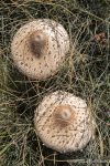 Parasol Mushrooms - The Hall of Einar - photograph (c) David Bailey (not the)