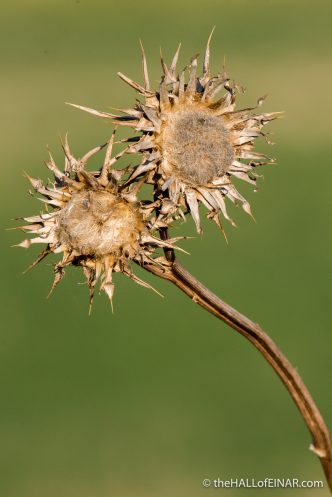 Seedheads - The Hall of Einar - photograph (c) David Bailey (not the)