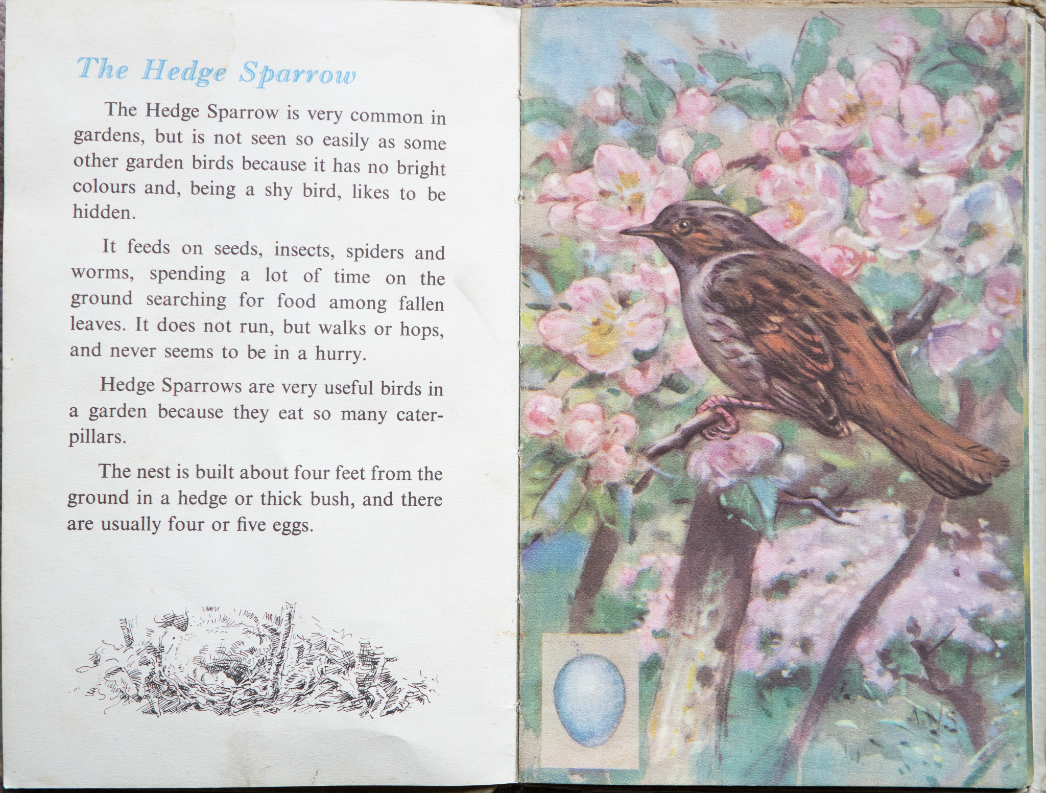 The Second Ladybird Book of British Birds - The Hedge Sparrow