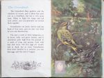 The Second Ladybird Book of British Birds - Greenfinch