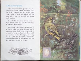 The Second Ladybird Book of British Birds - Greenfinch