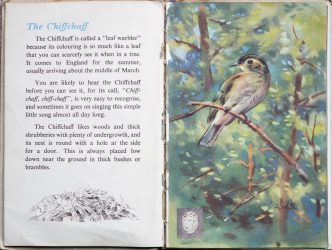 The Second Ladybird Book of British Birds - The Chief Chaff