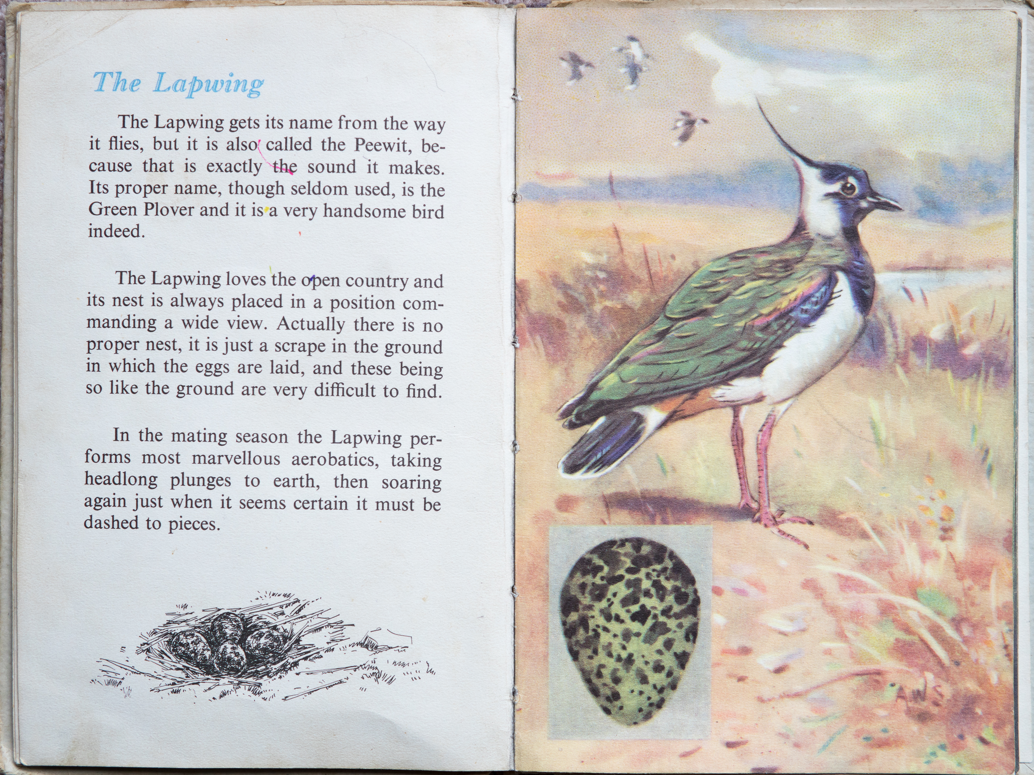 The Second Ladybird Book of British Birds - The Lapwing