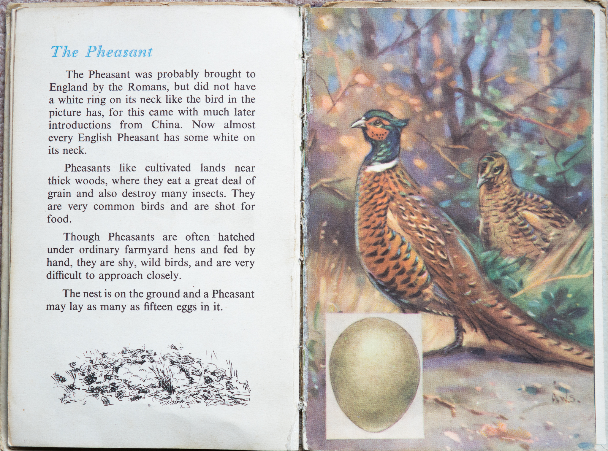 The Second Ladybird Book of British Birds - The Pheasant