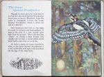 The Second Ladybird Book of British Birds - The Great Spotted Woodpecker