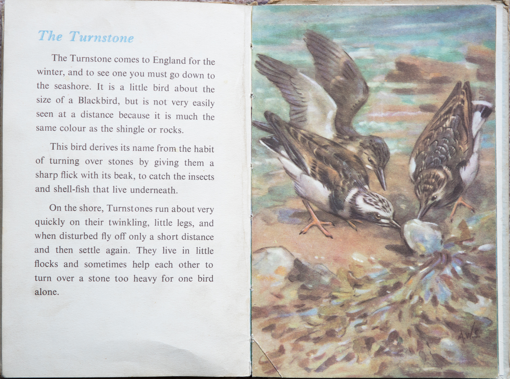 The Second Ladybird Book of British Birds - The Turnstone