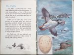 The Second Ladybird Book of British Birds - The Puffin