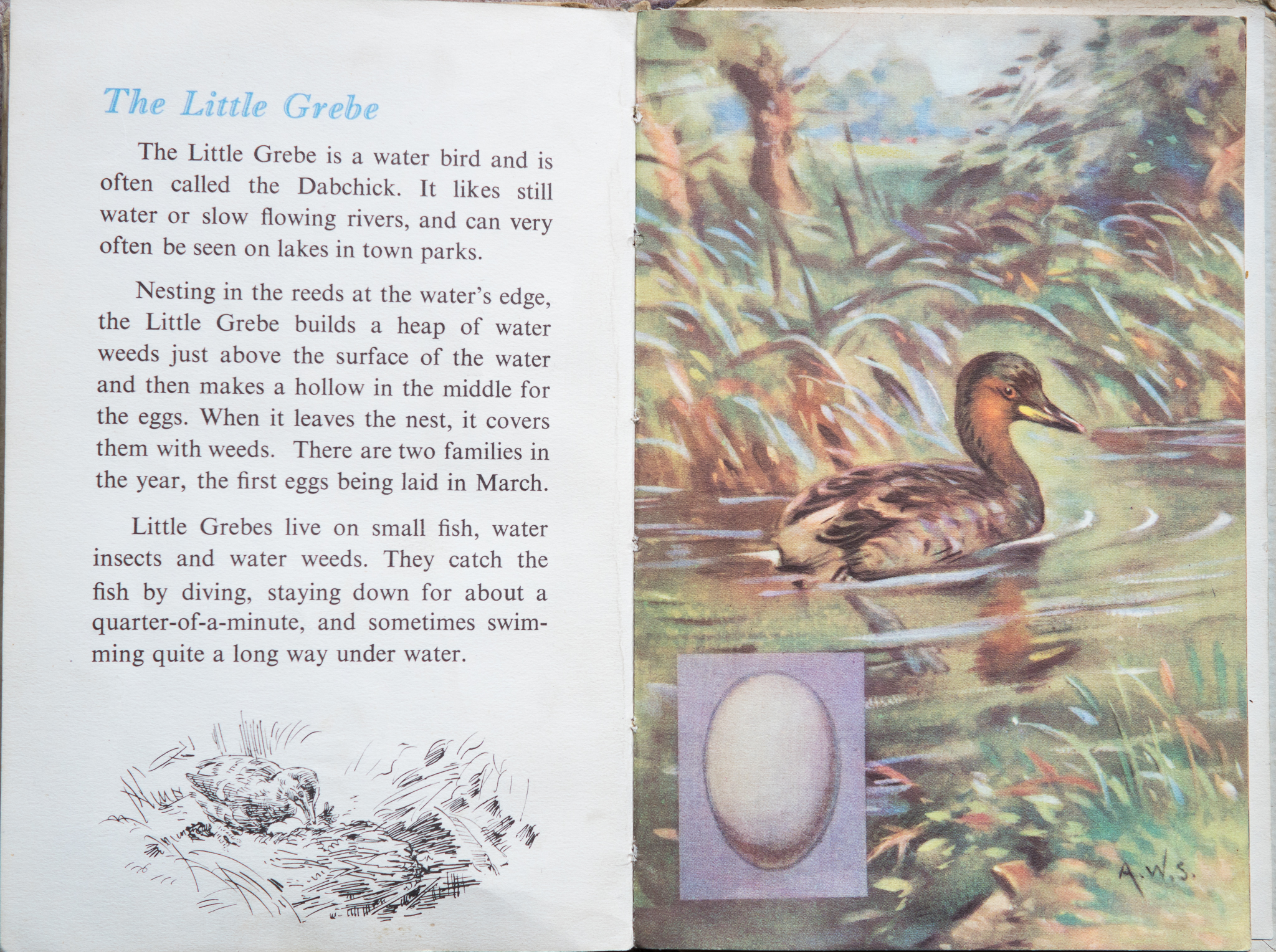 The Second Ladybird Book of British Birds - The Little Grebe